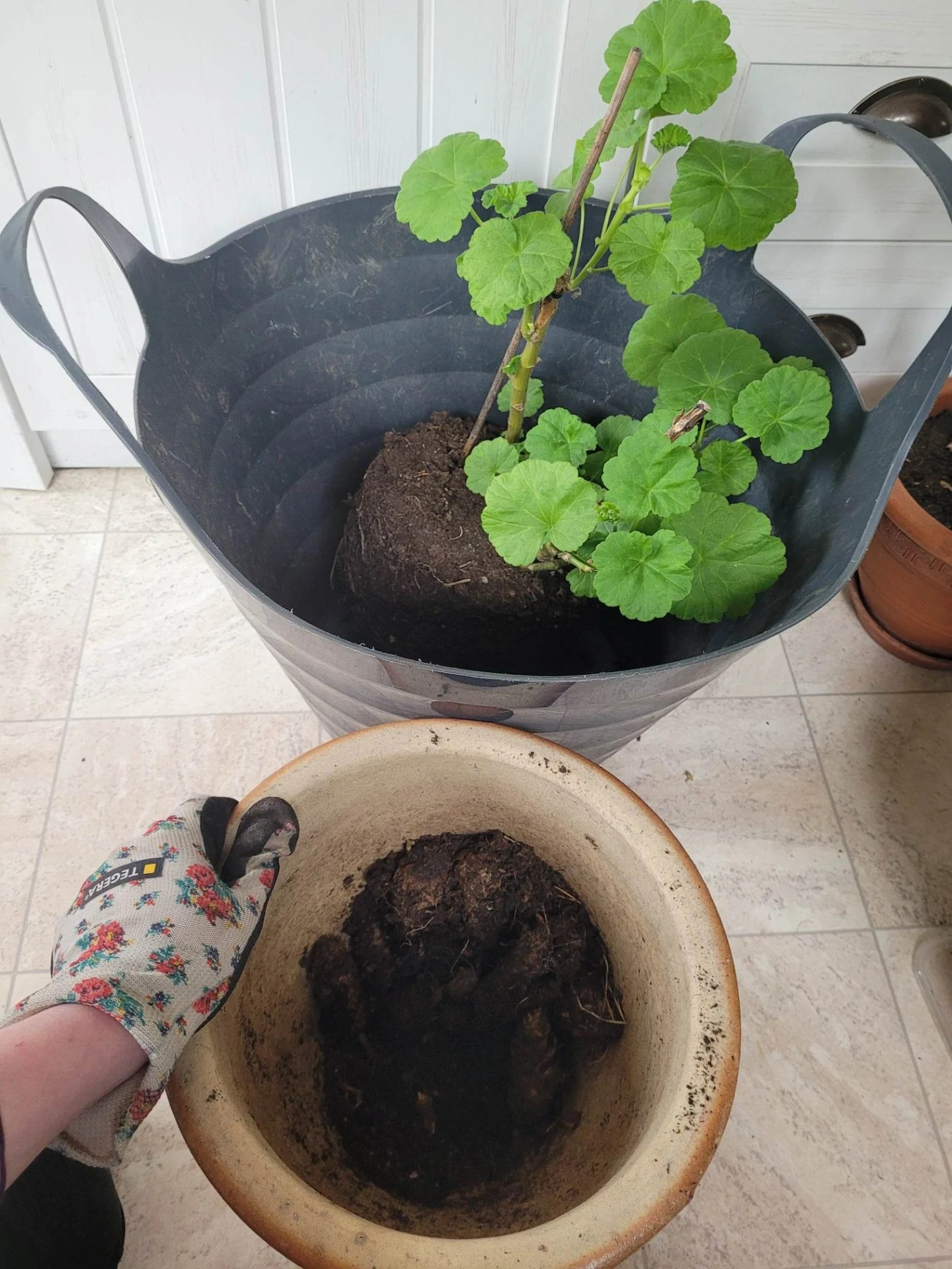 1. Plocka ur blomman eller grönsaksplantan hur krukan och stoppa ner den i en stor balja eller tvättkorg.