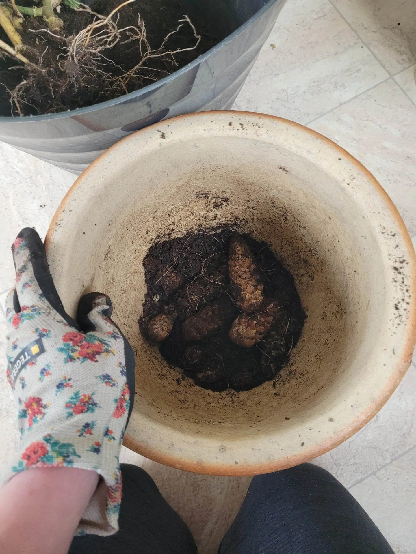 2. Töm ur eventuell jord ur krukan och bottna dem med kottar för dränering.