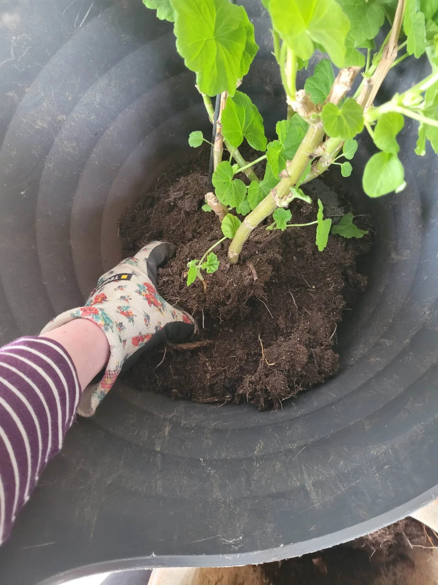 3. Ruska av alla jord från plantans rötter i baljan/tvättkorgen.