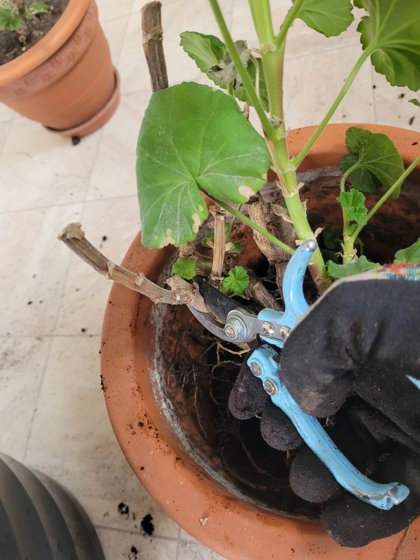 5. Eventuellt kan du frissera pelargonen. Återanvänd stjälkarna till nya sticklingar.