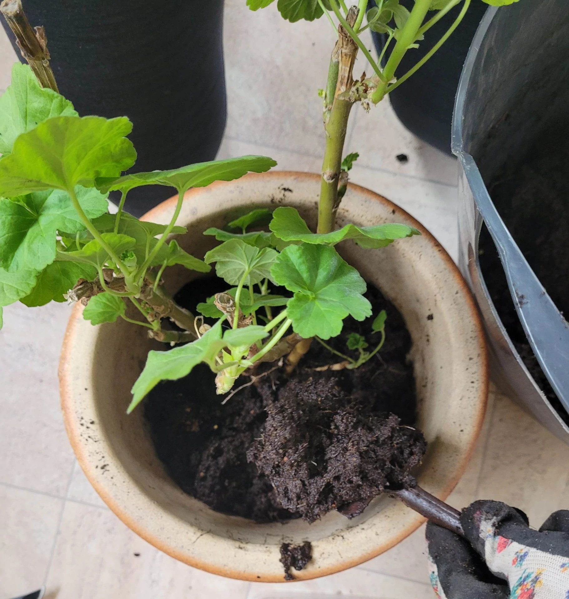 7. Ta tillbaka plantan i krukan och fyll på med den nya härliga jorden.