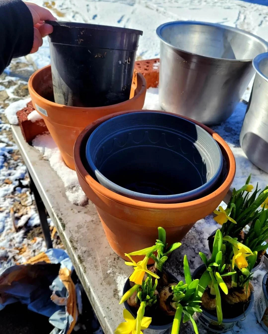 Om jorden fryser i lerkrukor kan jorden trycka sönder lerkrukorna. Använda där plastkrukor i lerkrukorna.
