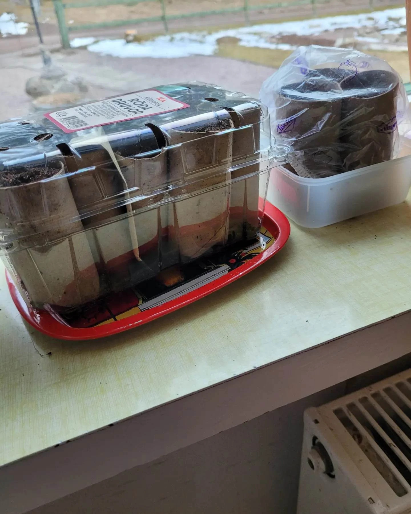 För att skapa ett gynnsamt klimat för fröna är det en stor fördel att täcka rullarna. För att undvika plastfolie kan du stoppa ner rullarna i en fruktbytta eller sätt över en plasthätta. Glöm inte att göra små hål i hättan.