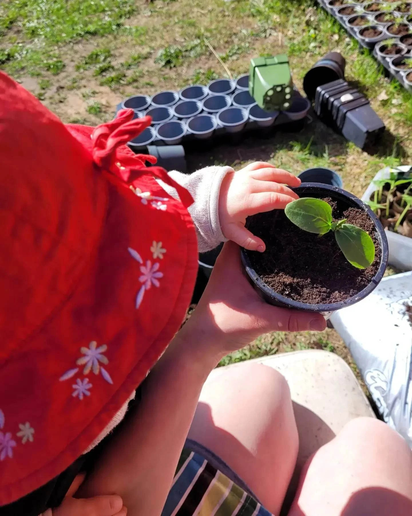 Plantera ner hela rullen i krukan. Fyll på med planteringsjord runt om och fyll upp med.